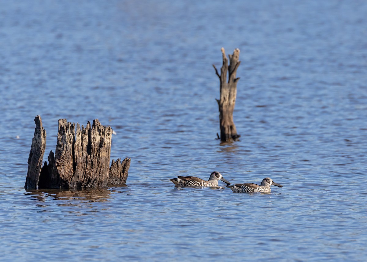 Pink-eared Duck - ML646727134