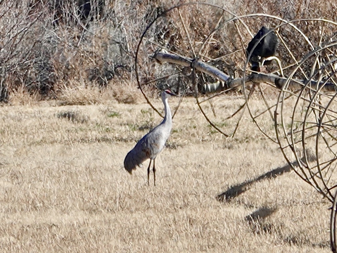 Sandhill Crane - ML646727135