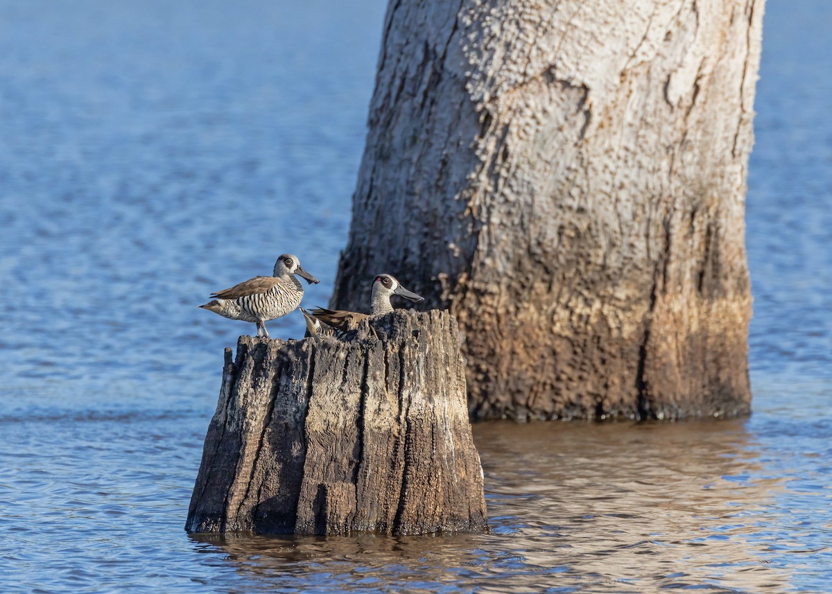 Pink-eared Duck - ML646727136