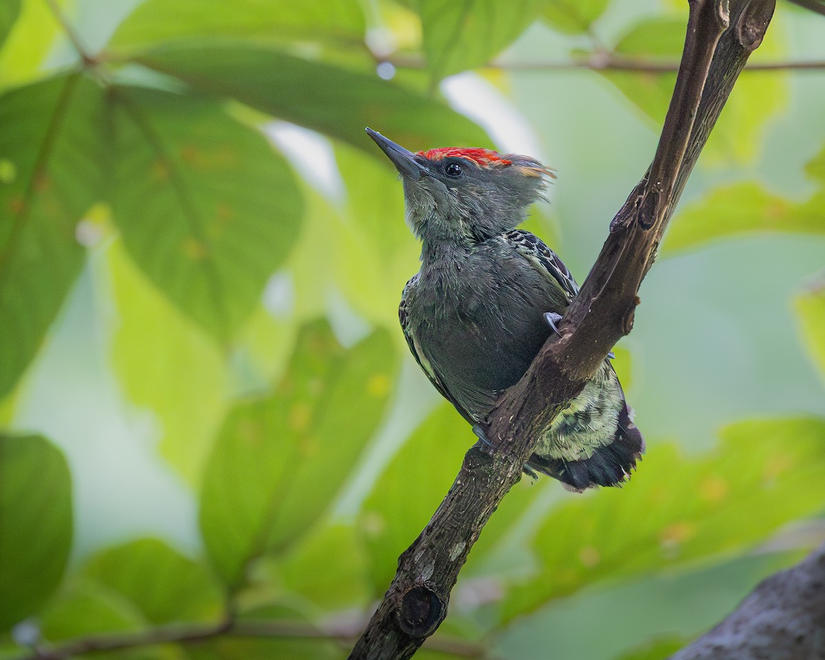 rødtopphjertespett - ML646727138