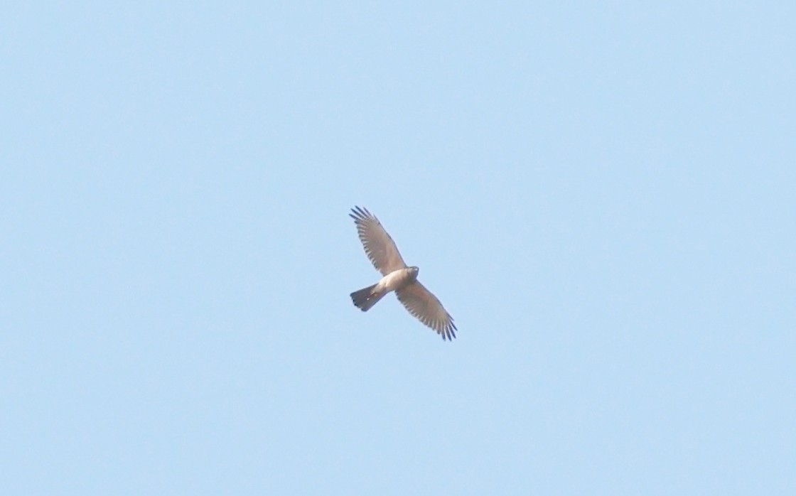 Brown Goshawk - ML646727139