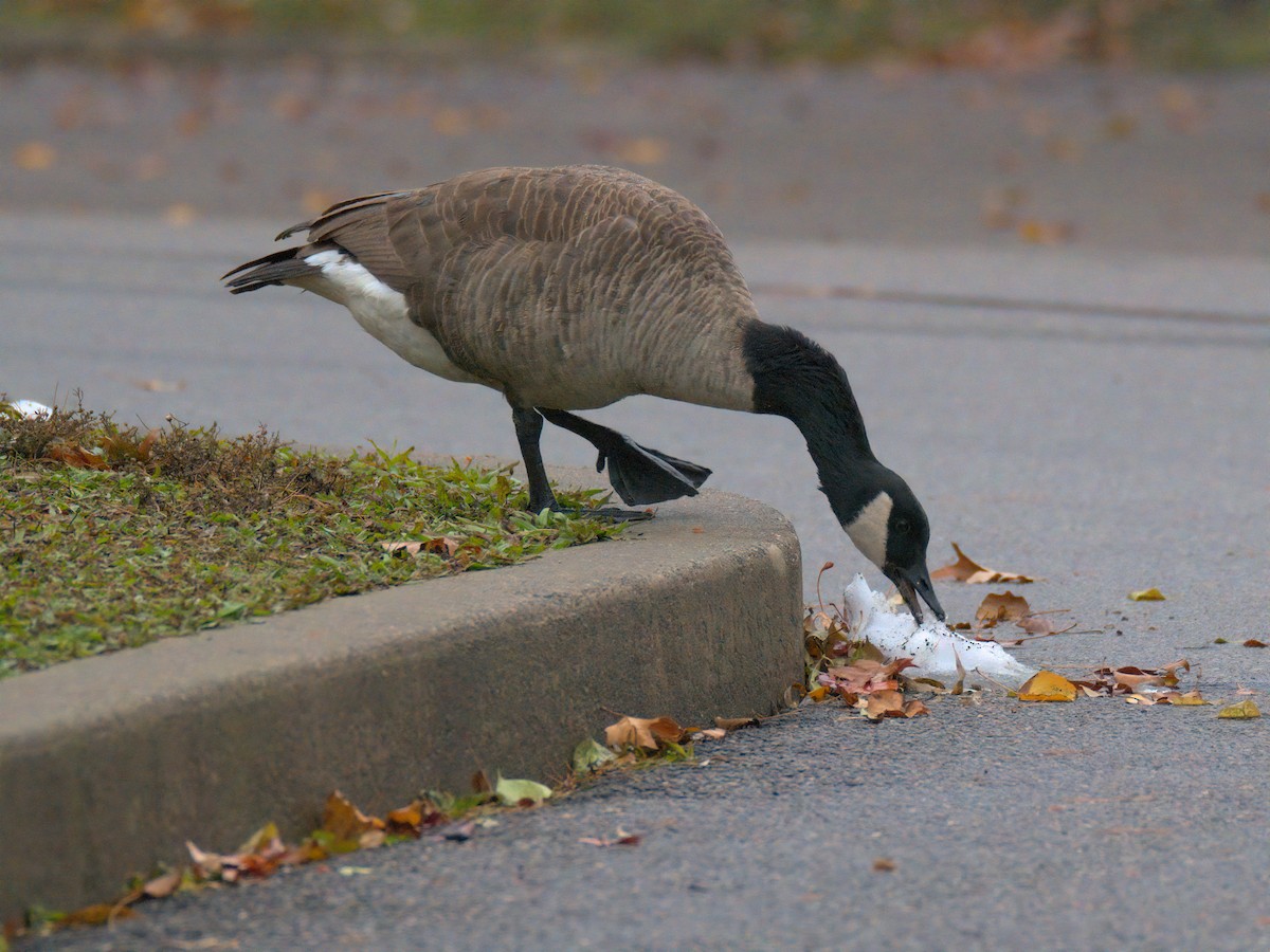 Canada Goose - ML646727141