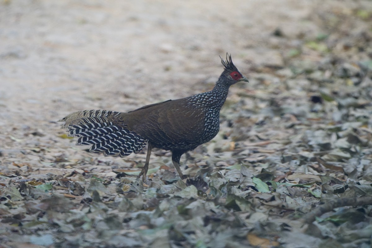 Kalifasan - ML646727145