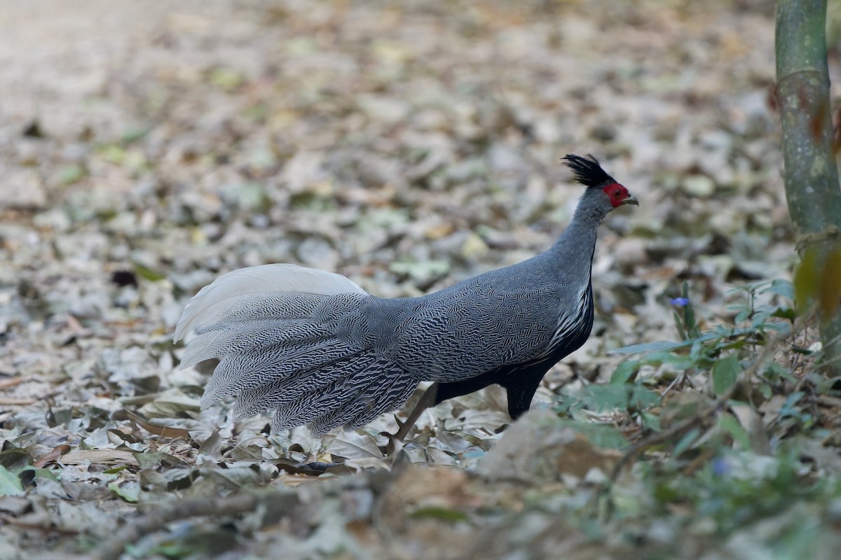 Kalifasan - ML646727146