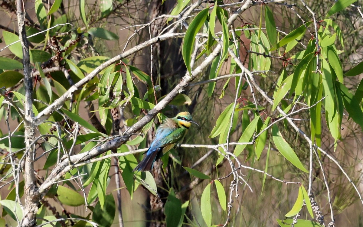 彩虹蜂虎 - ML646727147