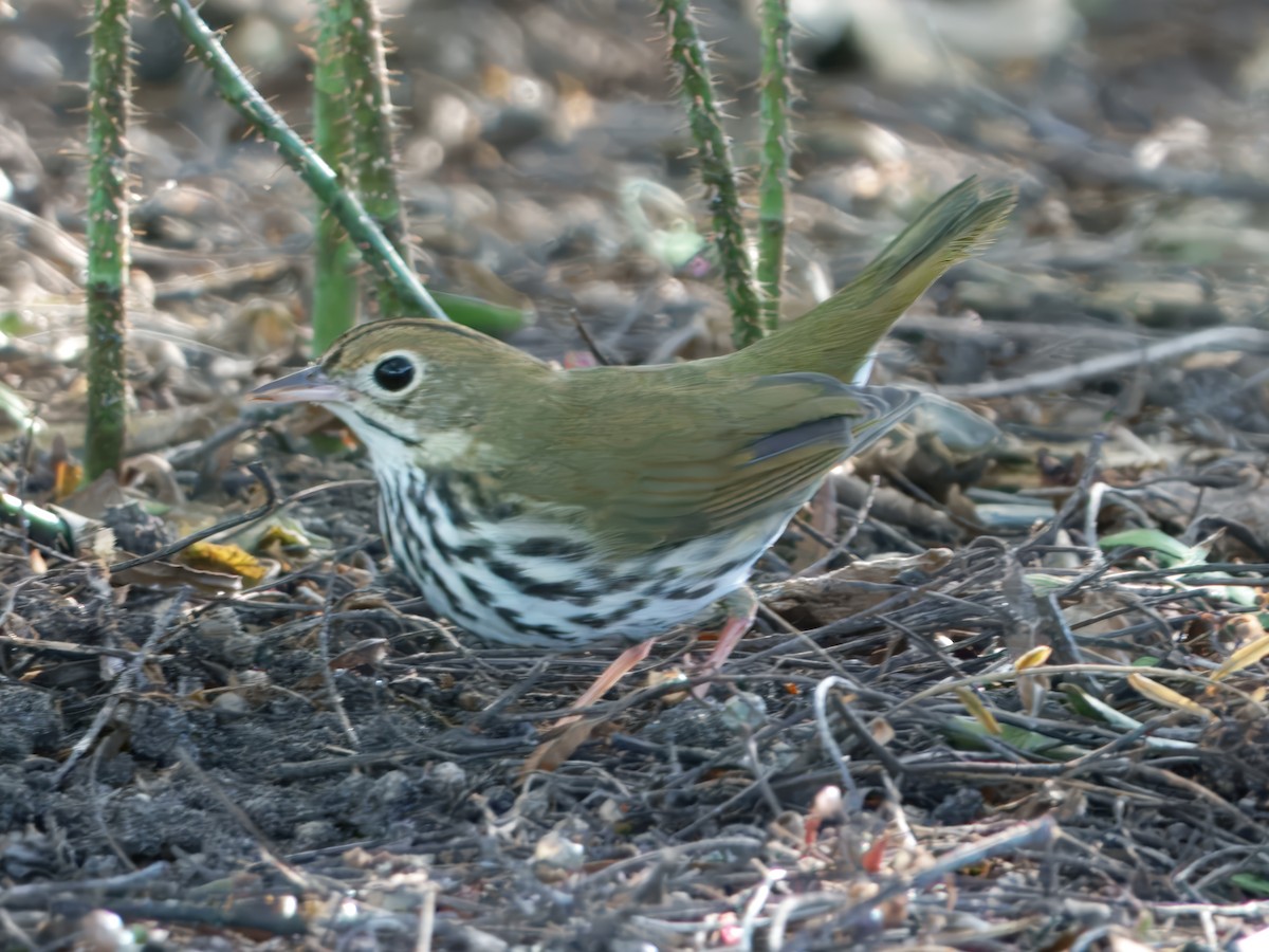 Ovenbird - ML646727151