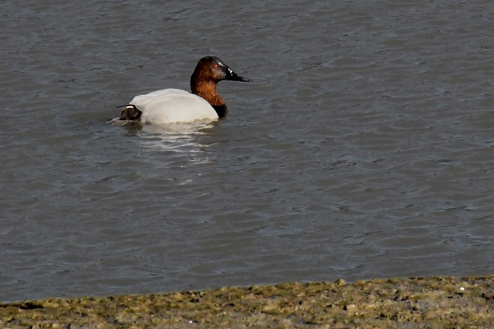 Canvasback - ML646727155