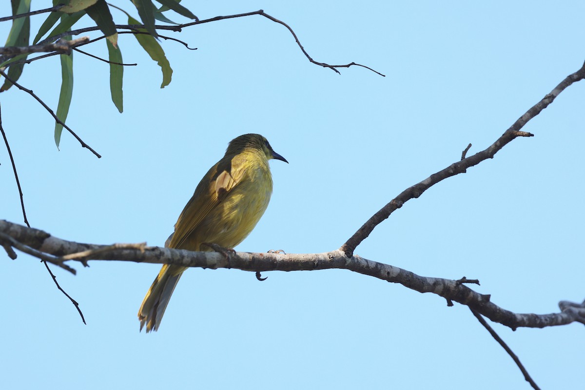 Yellow Honeyeater - ML646727156