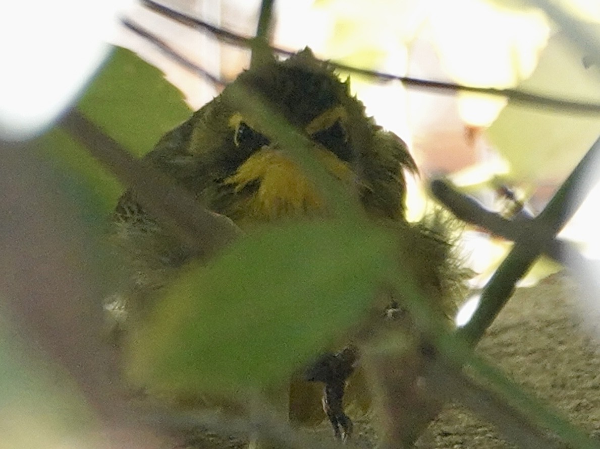 kentuckyparula - ML646727157