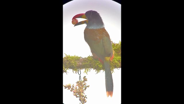 Gray-breasted Mountain-Toucan - ML646727158