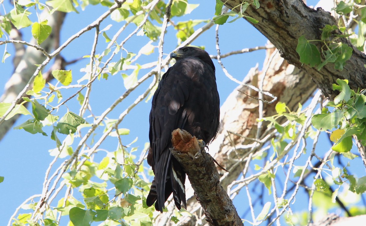 Akbaba Şahini - ML646727160