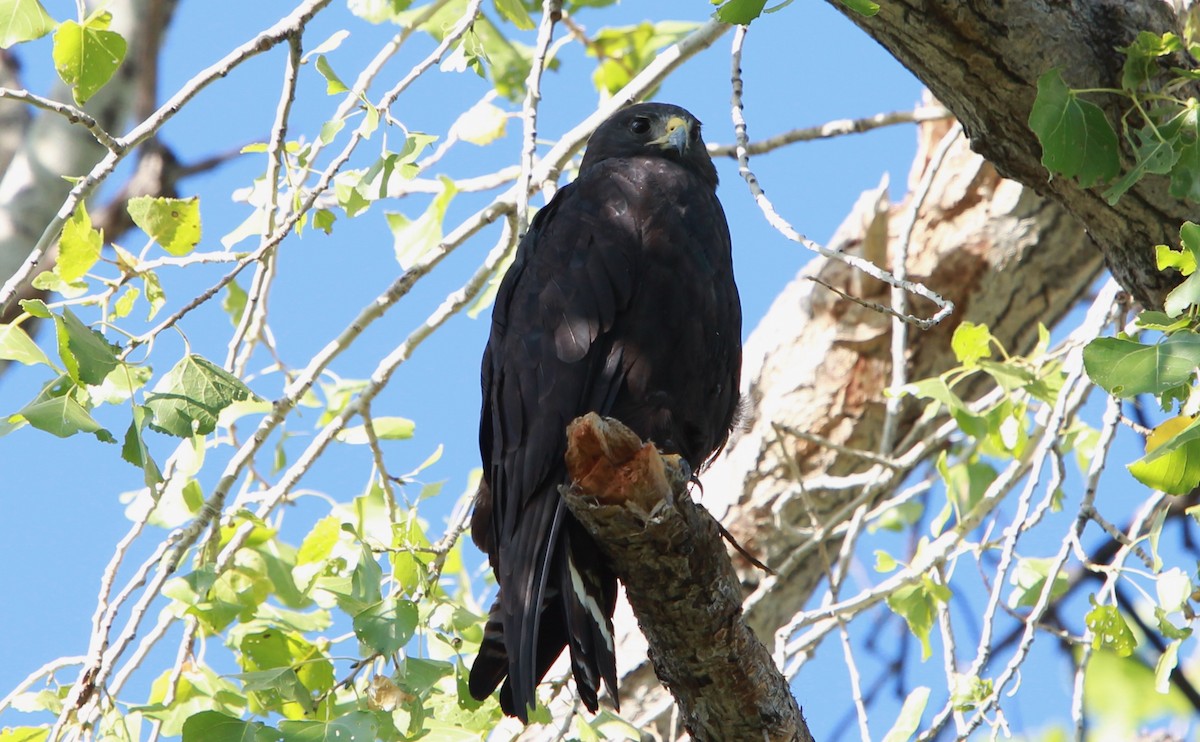 Akbaba Şahini - ML646727161