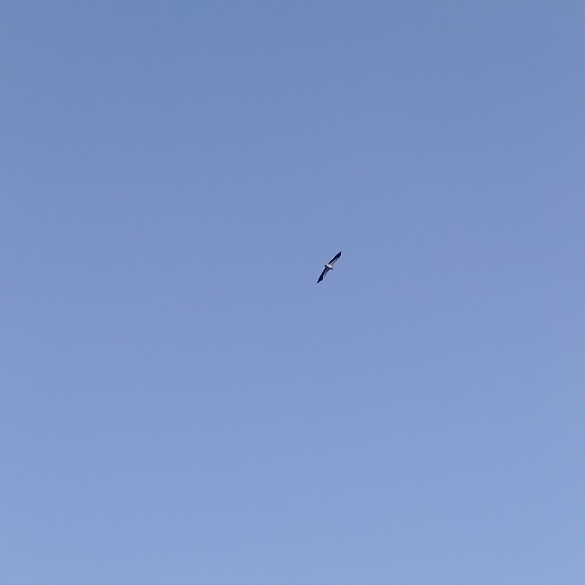 Sai zuria - ML646727163