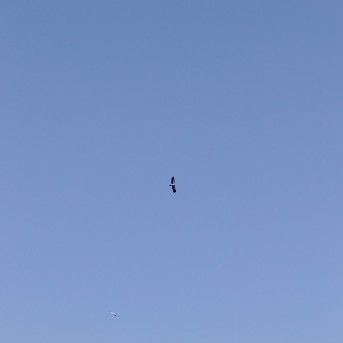 Sai zuria - ML646727164