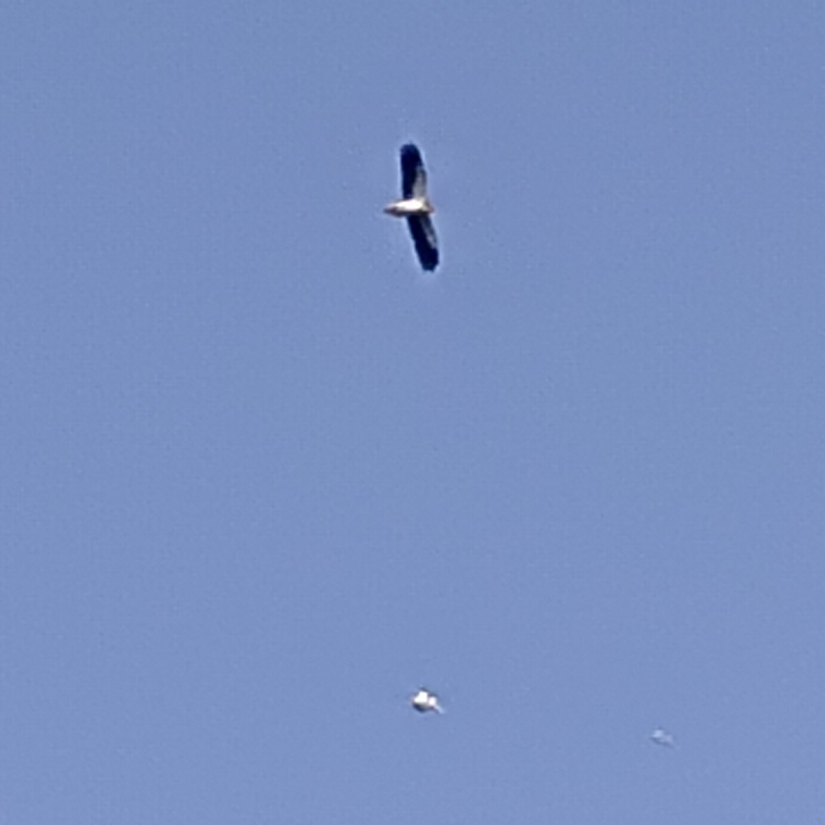 Sai zuria - ML646727165