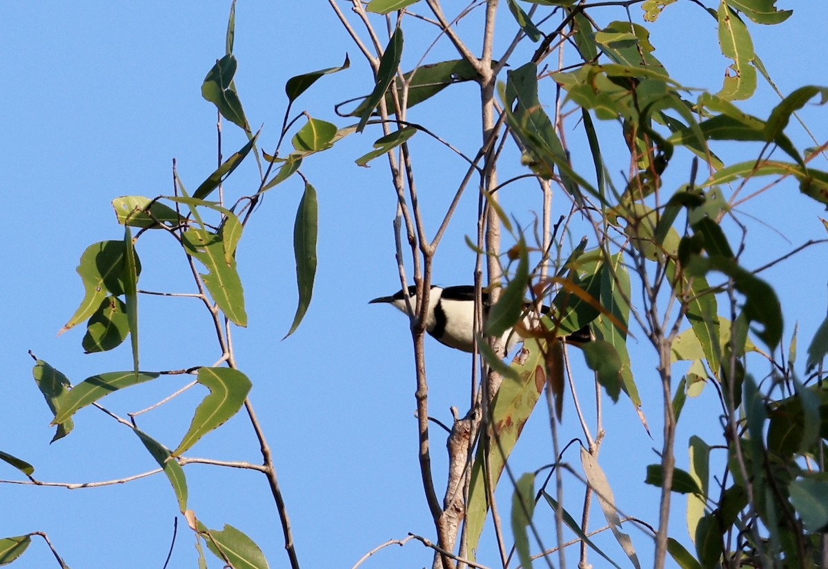 Banded Honeyeater - ML646727166