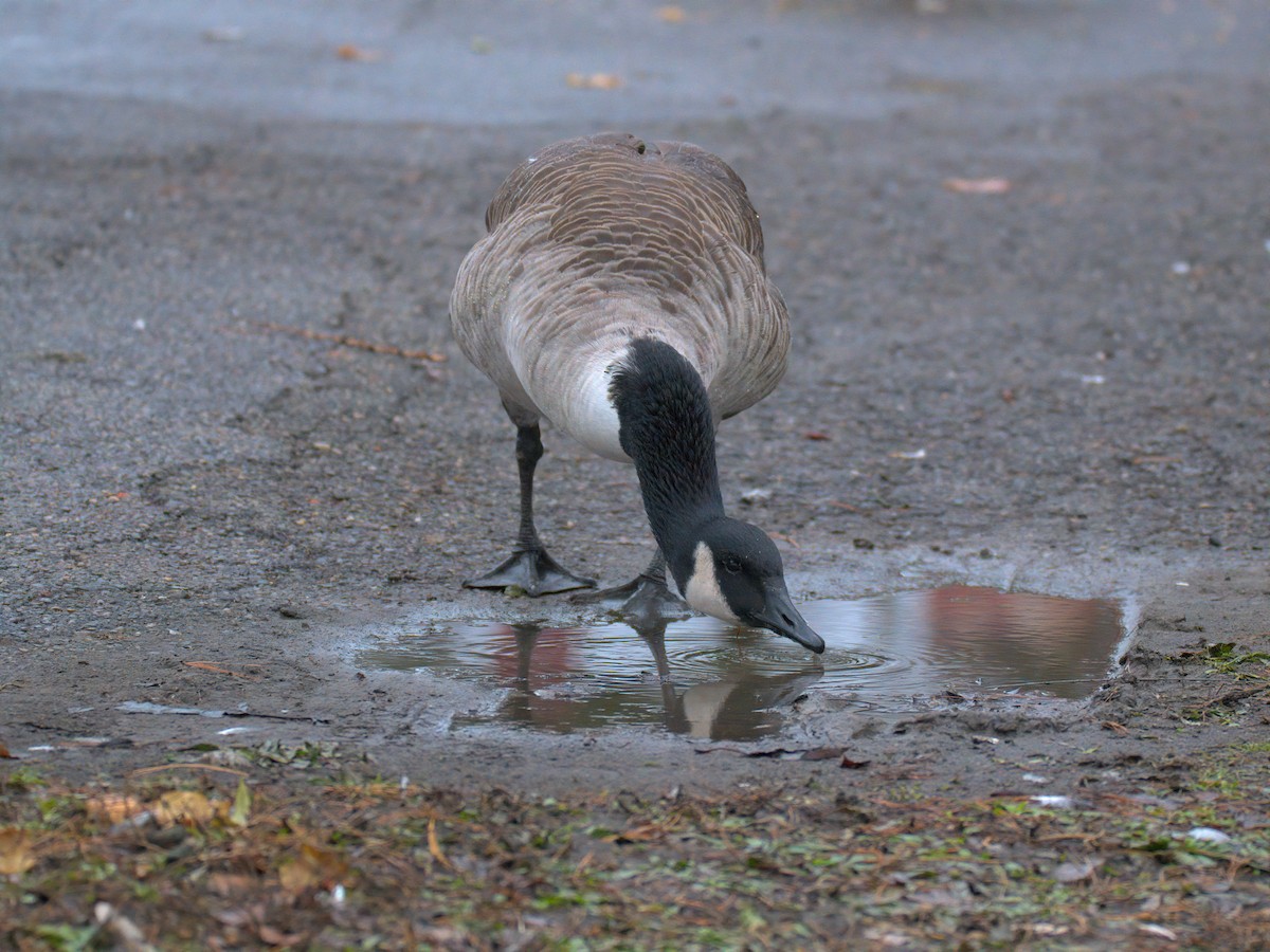 Canada Goose - ML646727168