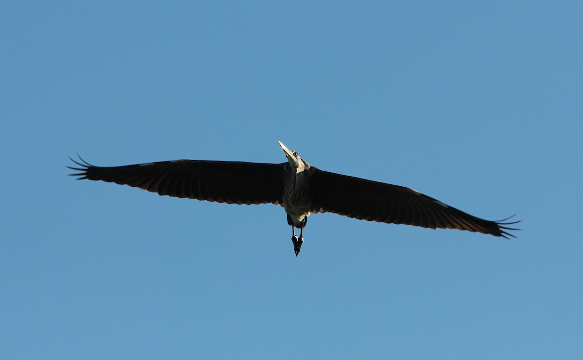 Amerika Gri Balıkçılı - ML646727170