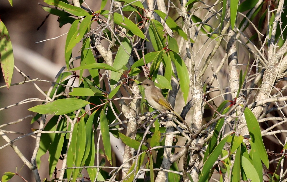 Brown Honeyeater - ML646727173
