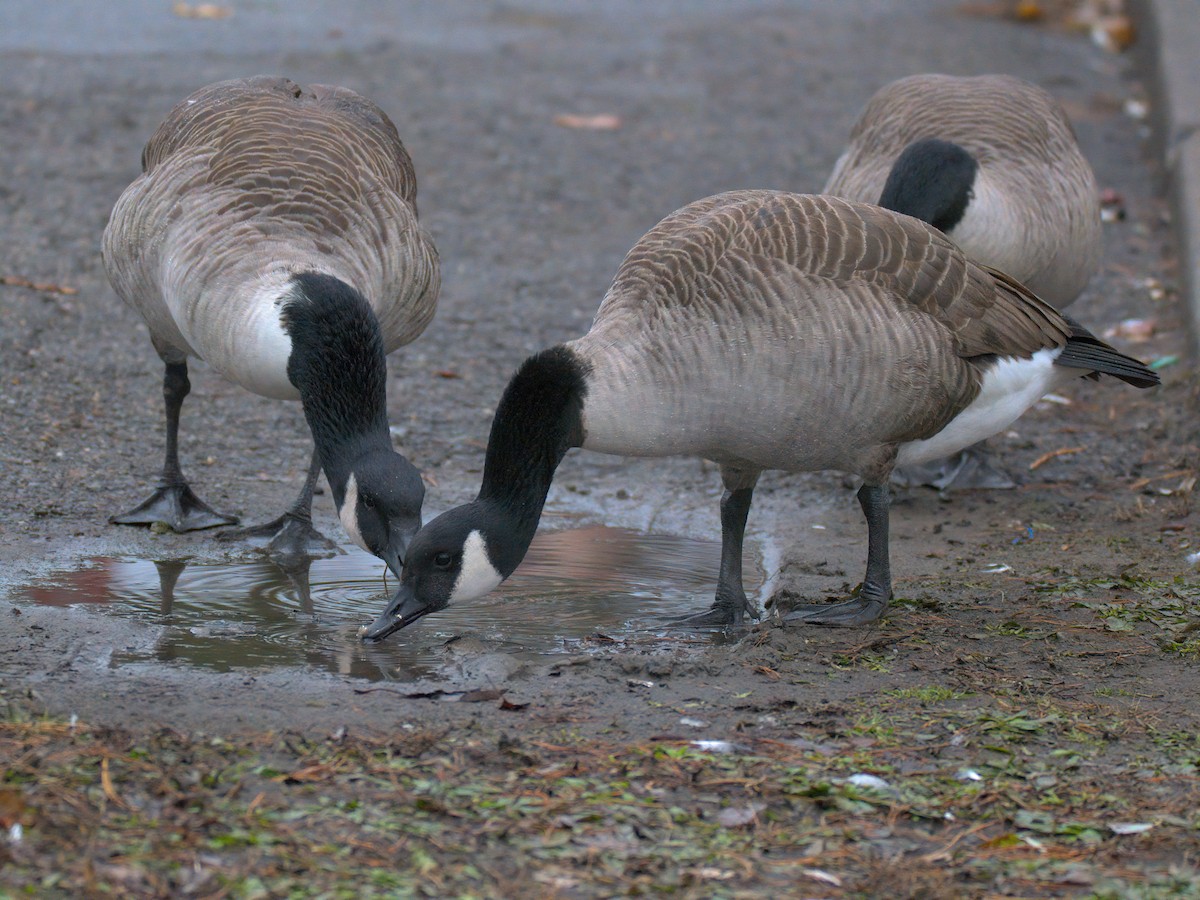 Canada Goose - ML646727174