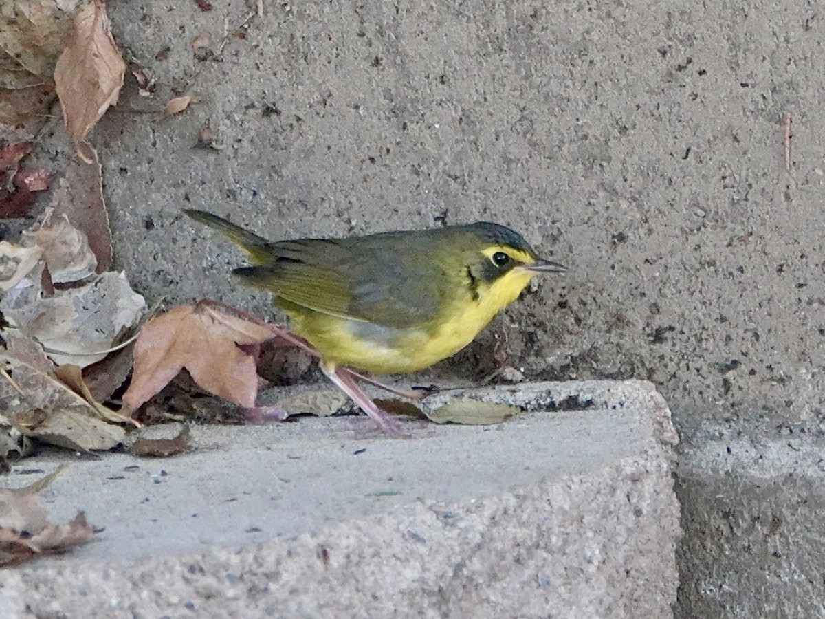 kentuckyparula - ML646727175