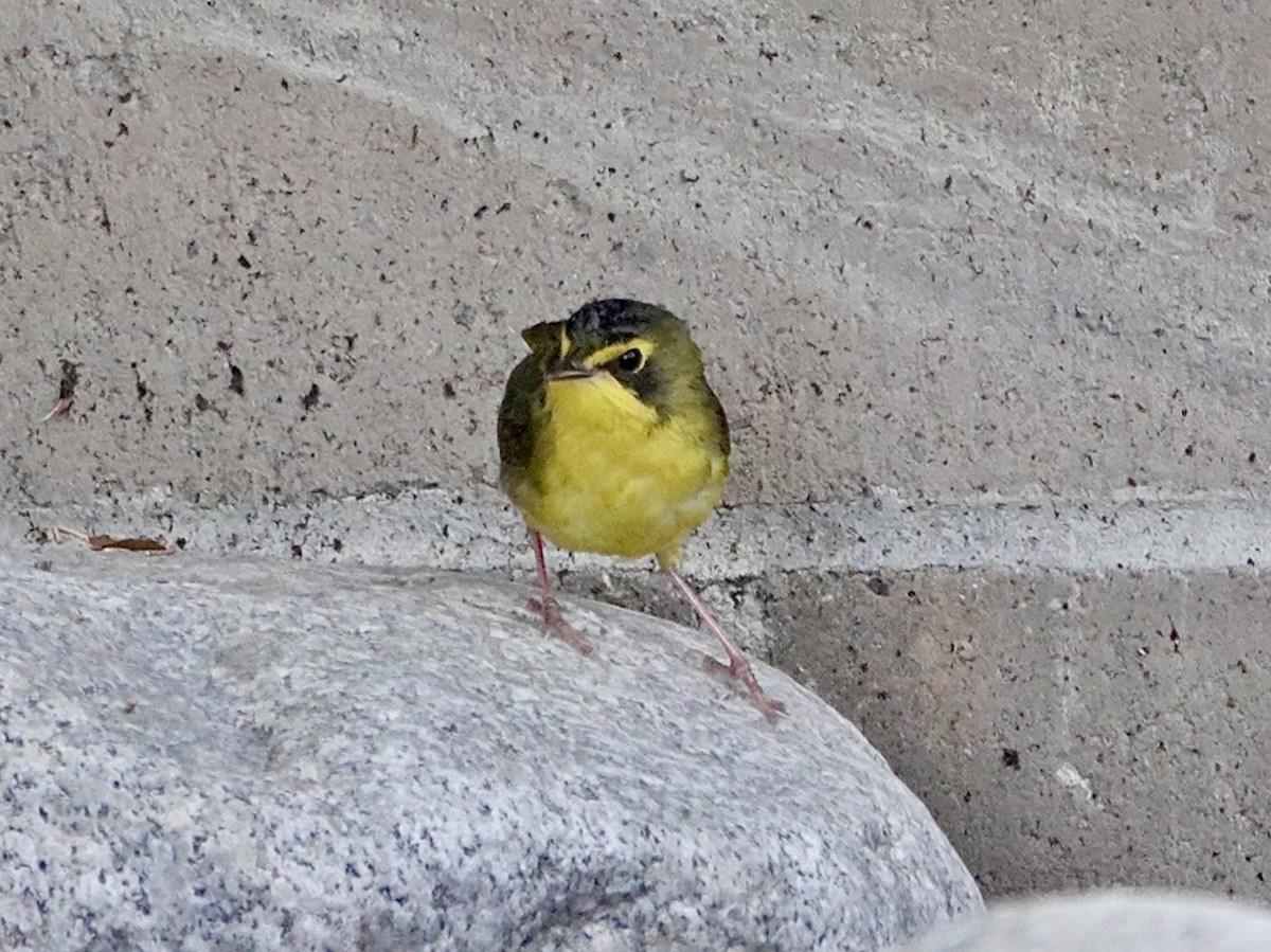 kentuckyparula - ML646727176