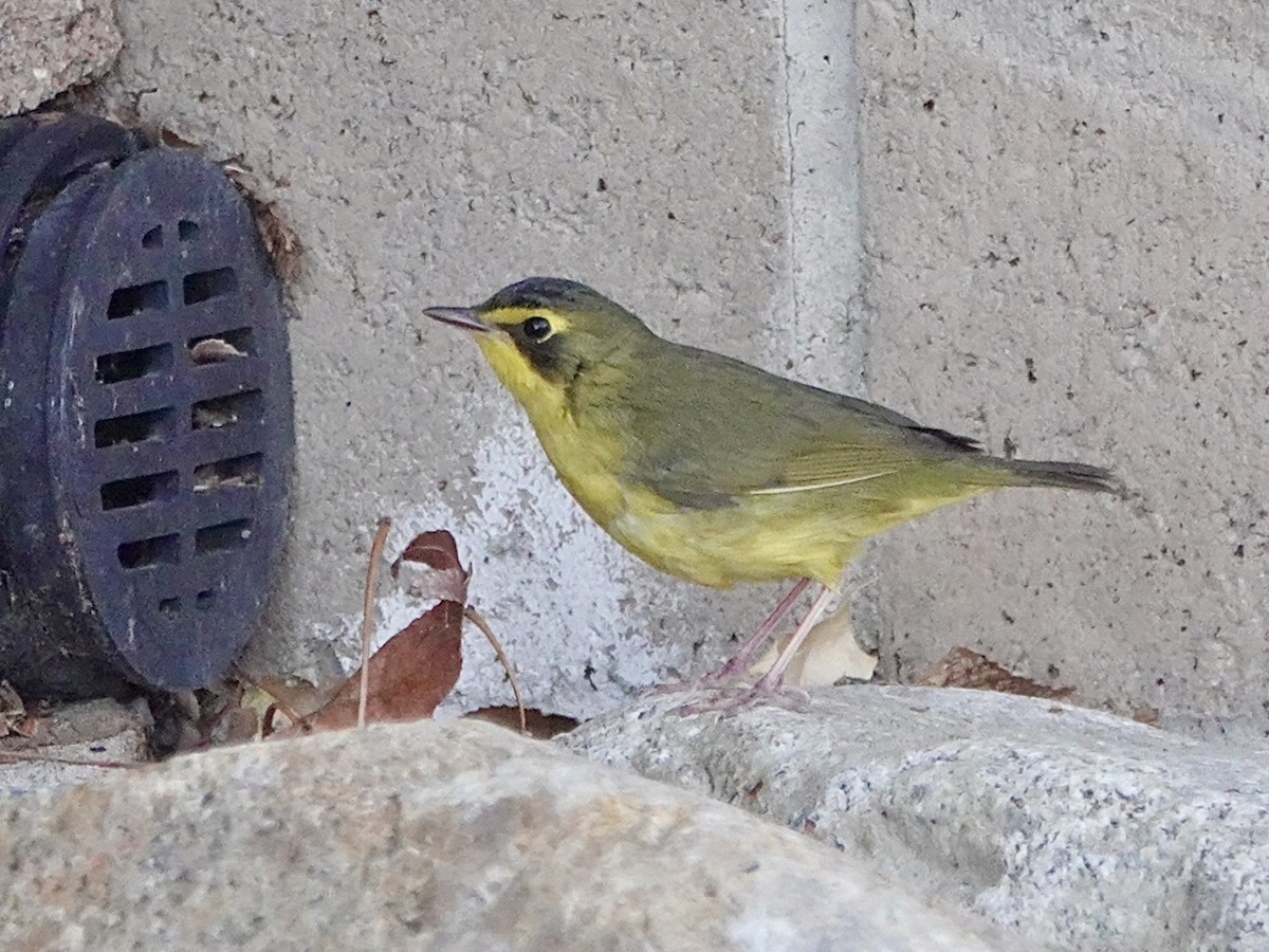 kentuckyparula - ML646727177