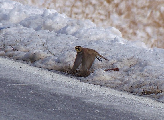 Horned Lark - ML646727179