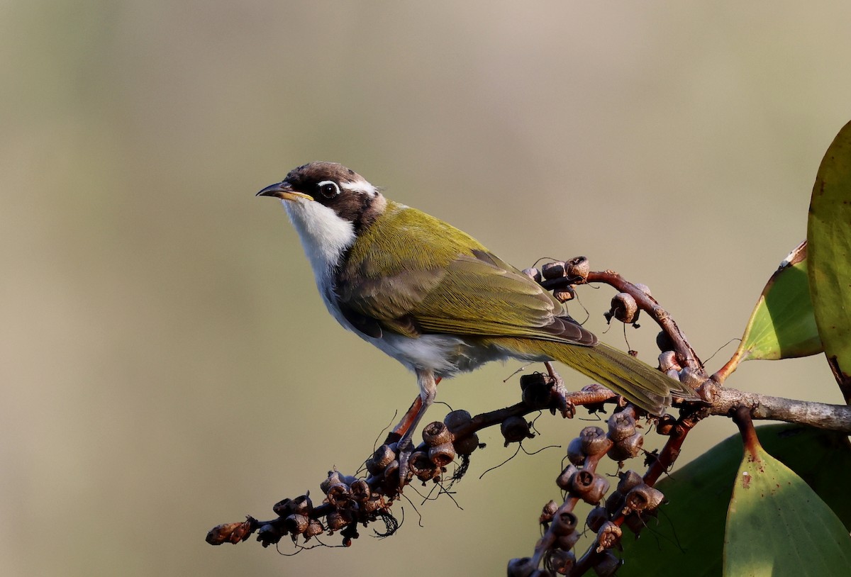 White-throated Honeyeater - ML646727180