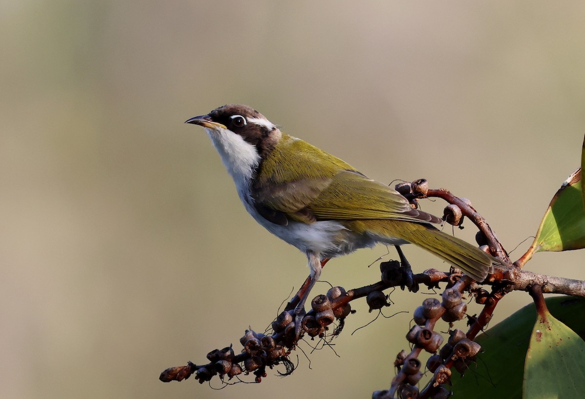 White-throated Honeyeater - ML646727186