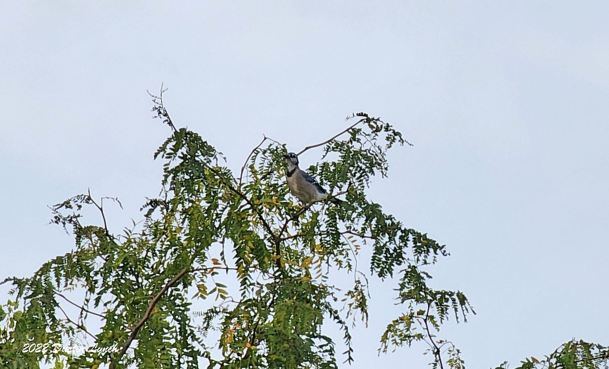 Blue Jay - ML646727190