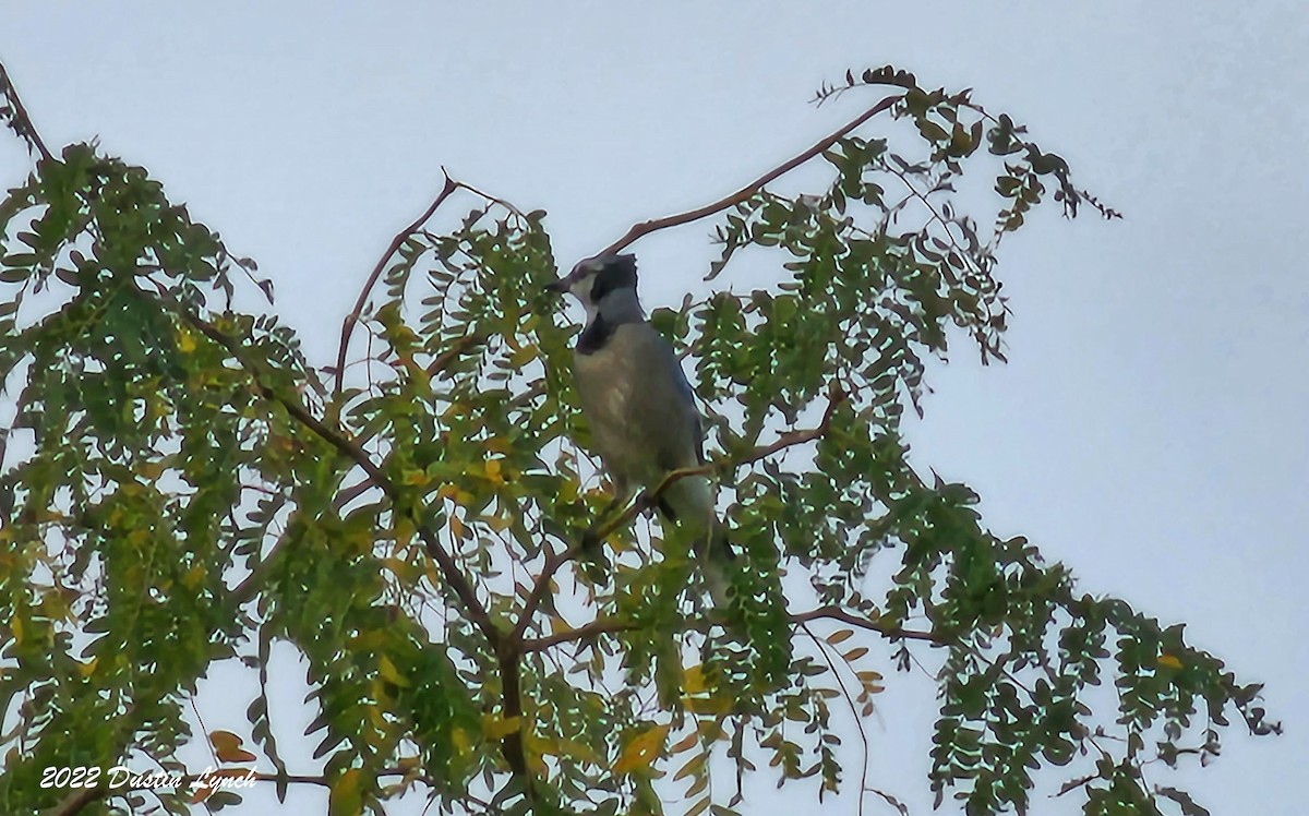 Blue Jay - ML646727191