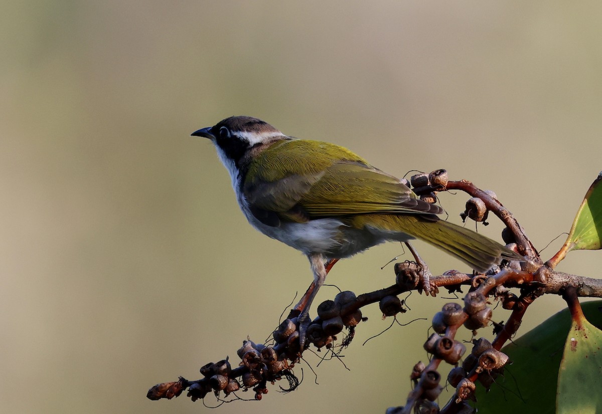 White-throated Honeyeater - ML646727192