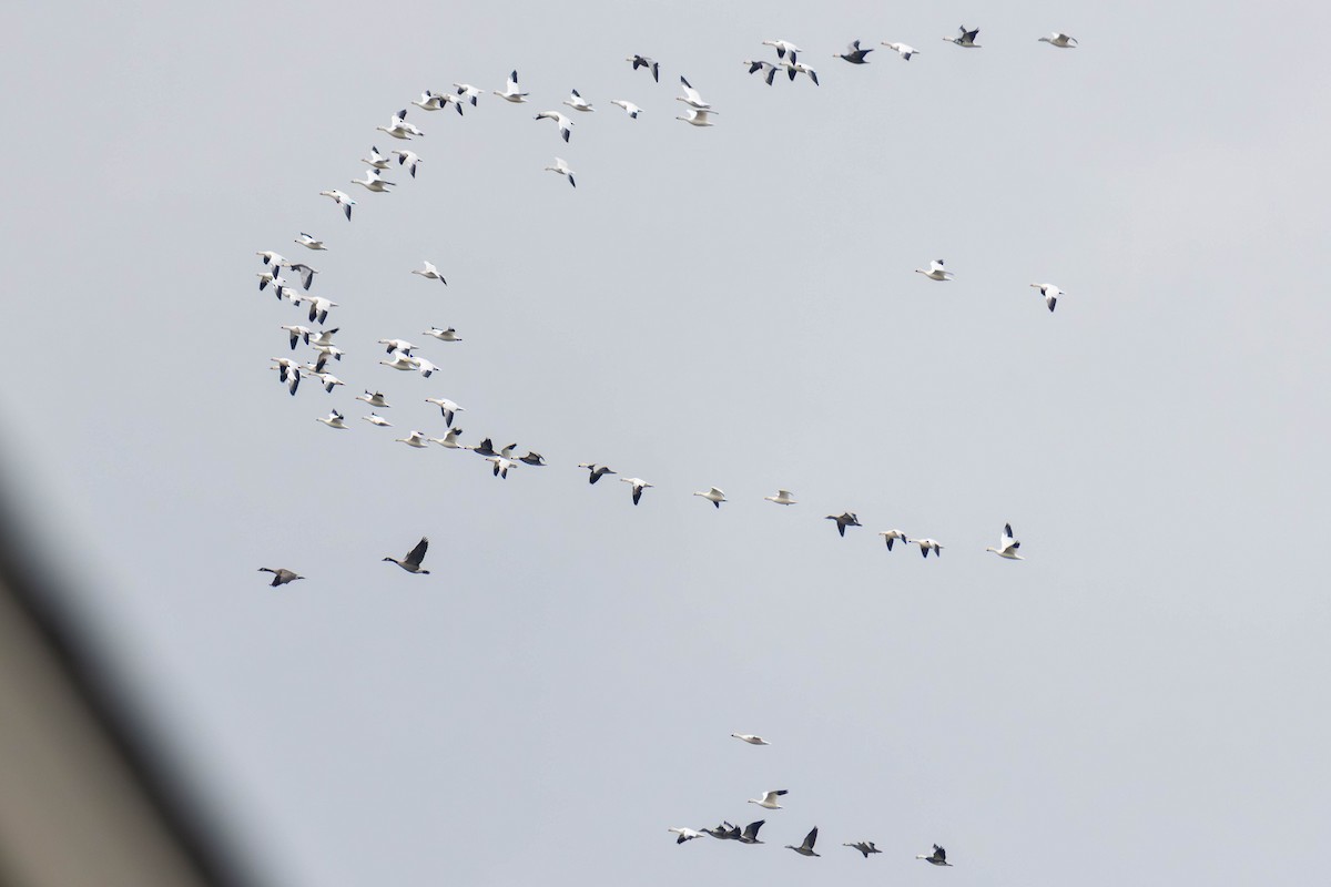 Snow Goose - ML646727198