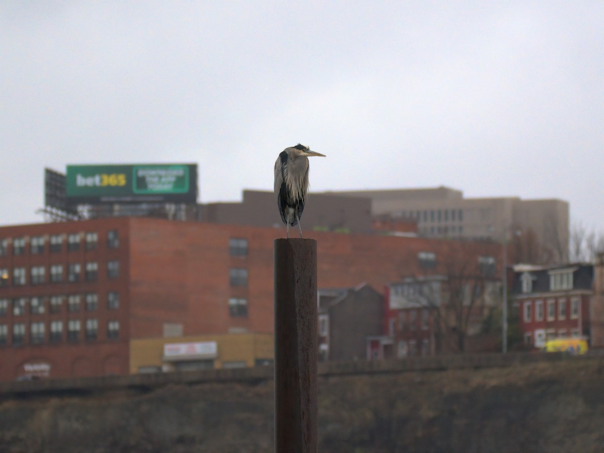 Great Blue Heron - ML646727199