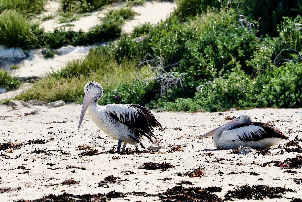 Brillenpelikan - ML646727200