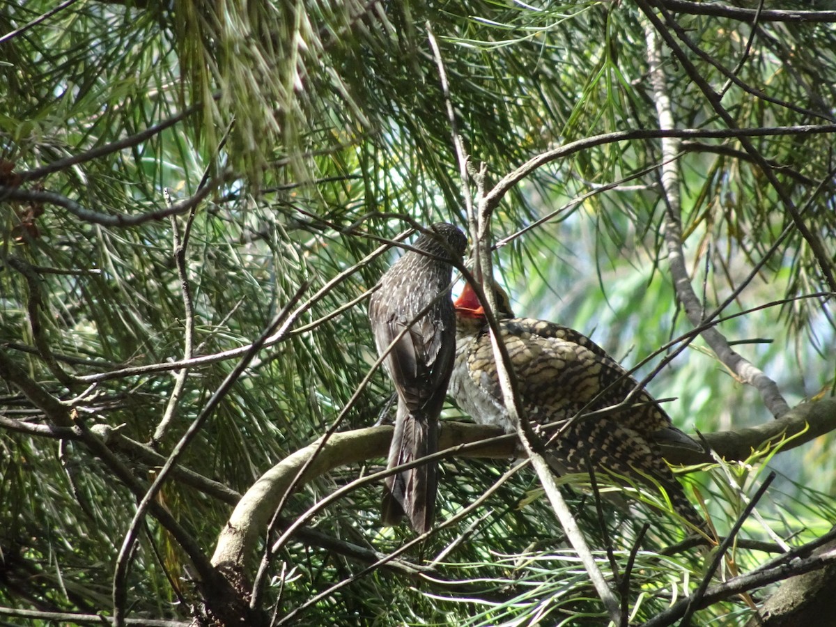 Pacific Koel (Australian) - ML646727201