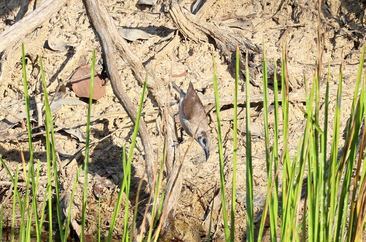 Little Friarbird - ML646727207