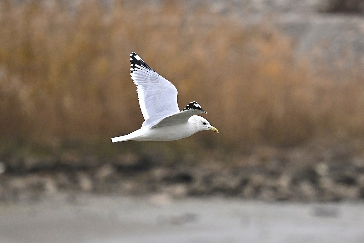Mongolian Gull - ML646727208