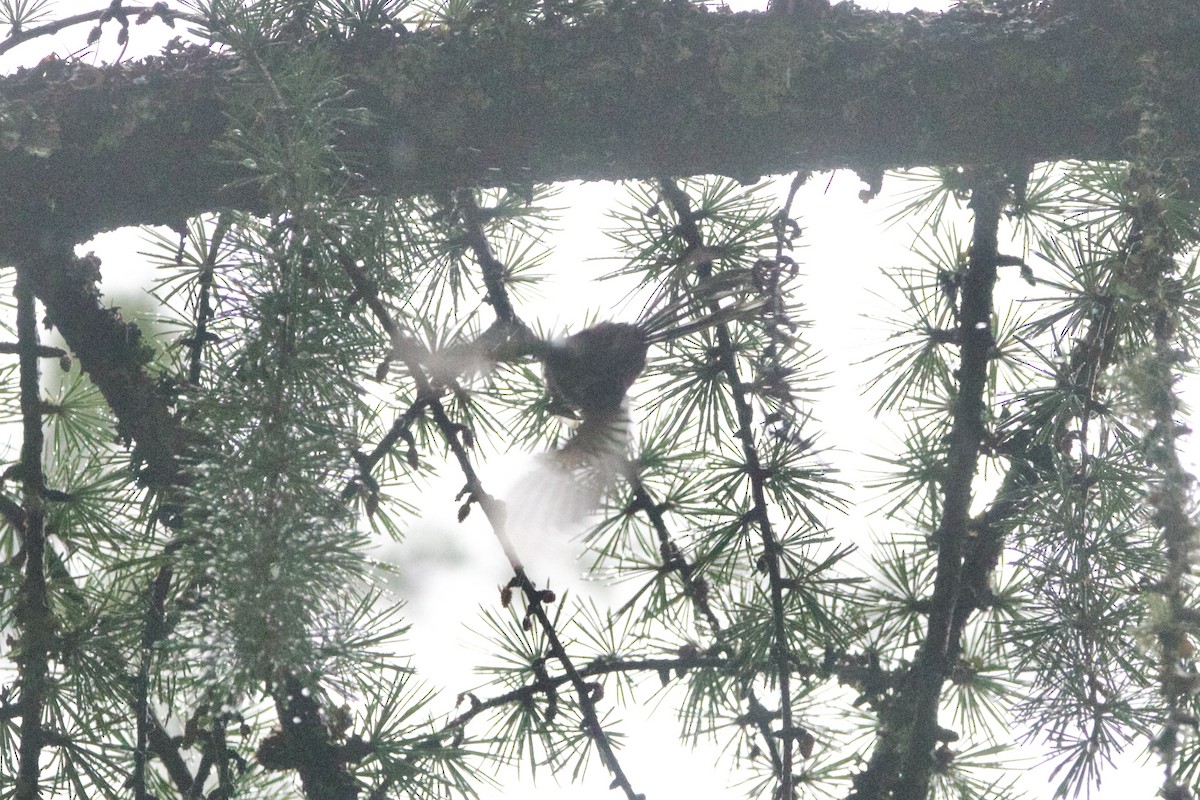 ギンガオエナガ - ML646727210