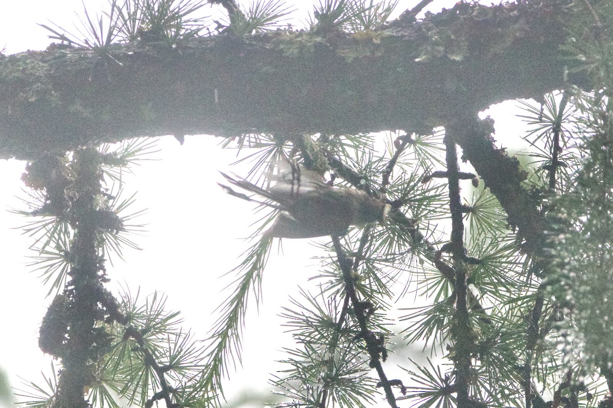 ギンガオエナガ - ML646727211