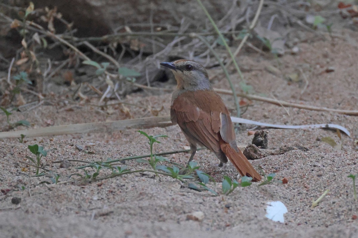 Rufous-tailed Palm-Thrush - ML646727212