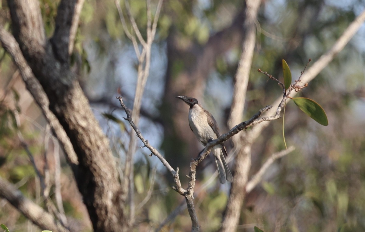 Noisy Friarbird - ML646727213