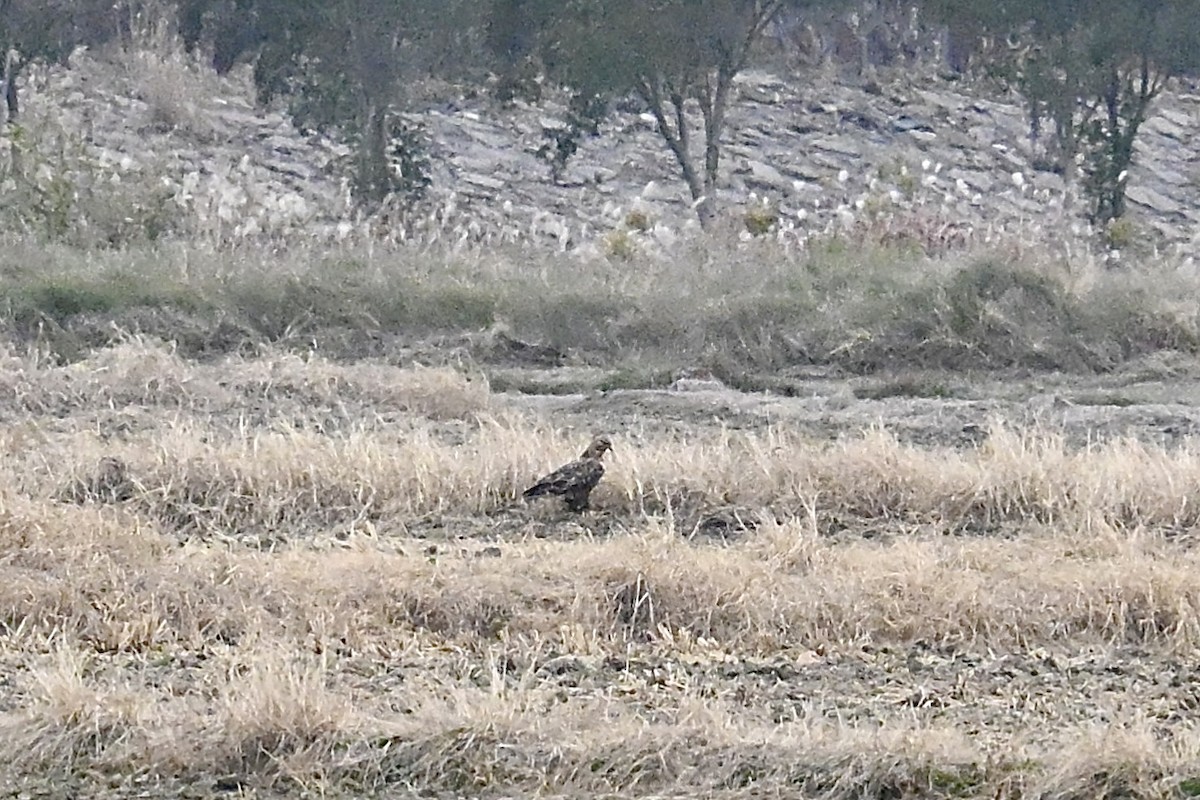 Busardo Mongol - ML646727214