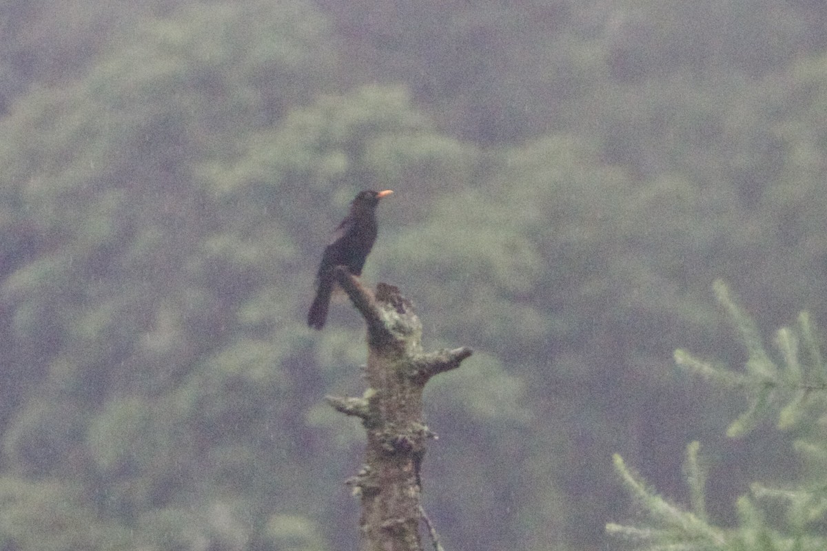 ハイバネツグミ - ML646727215