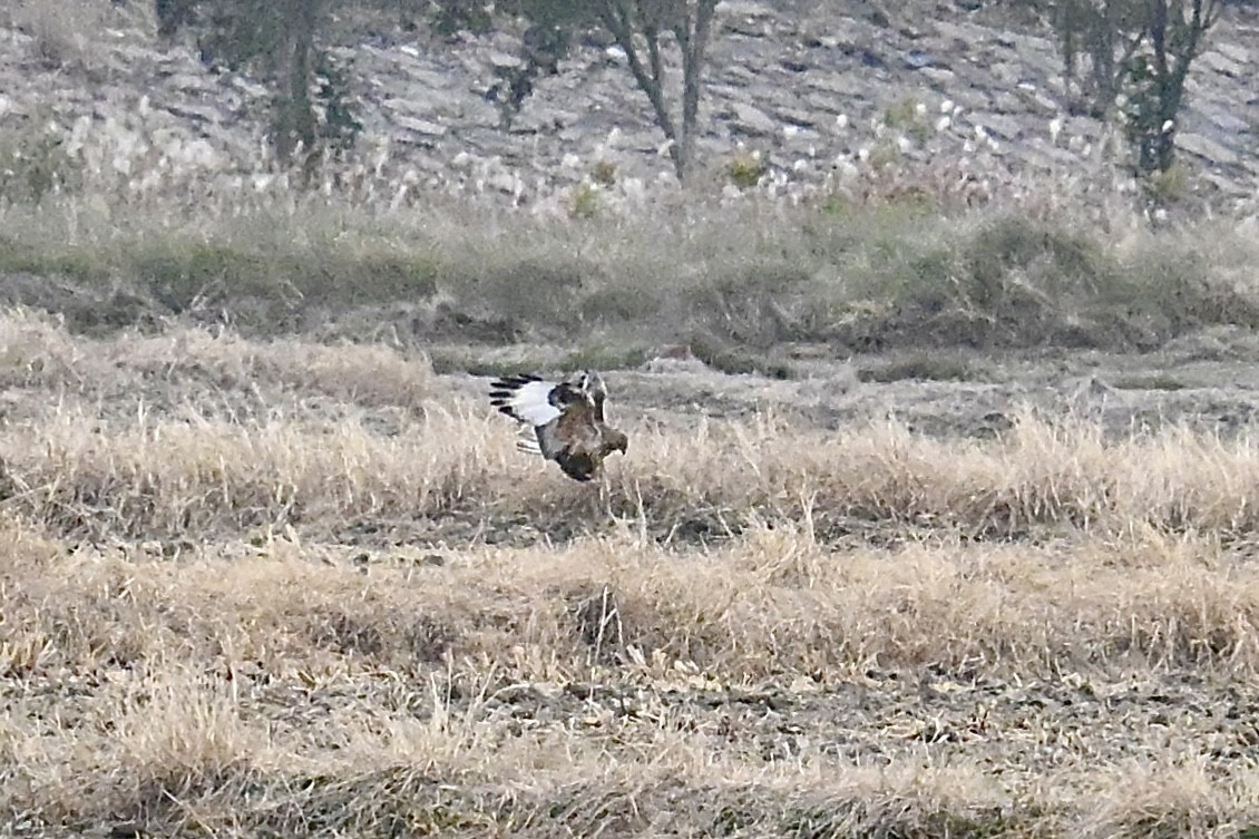 Busardo Mongol - ML646727219