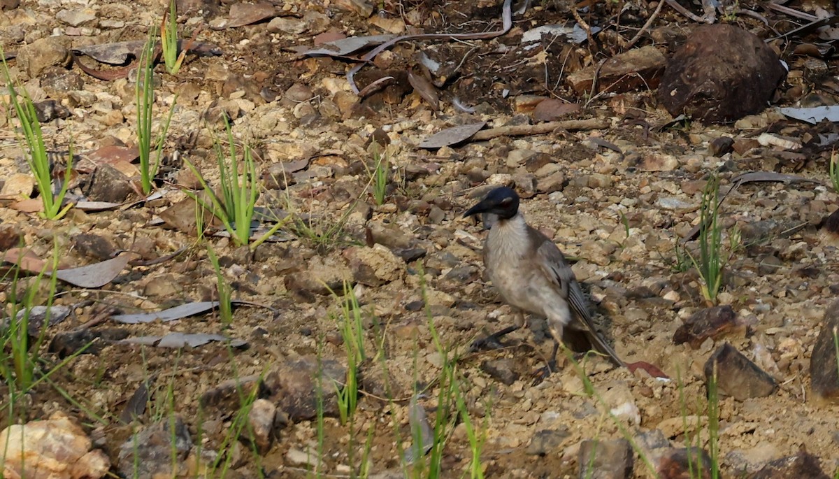 Noisy Friarbird - ML646727220