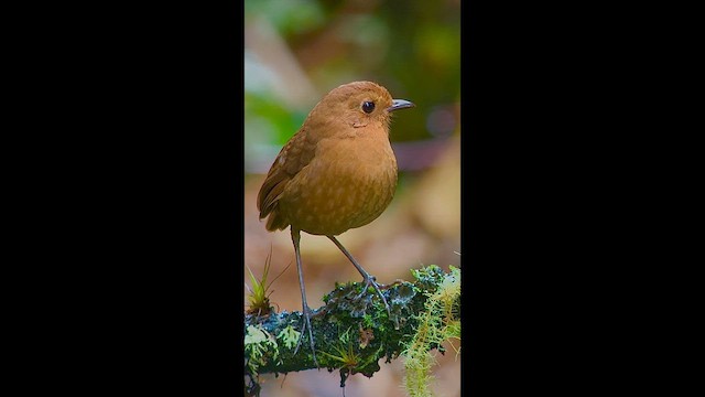 Equatorial Antpitta - ML646727224