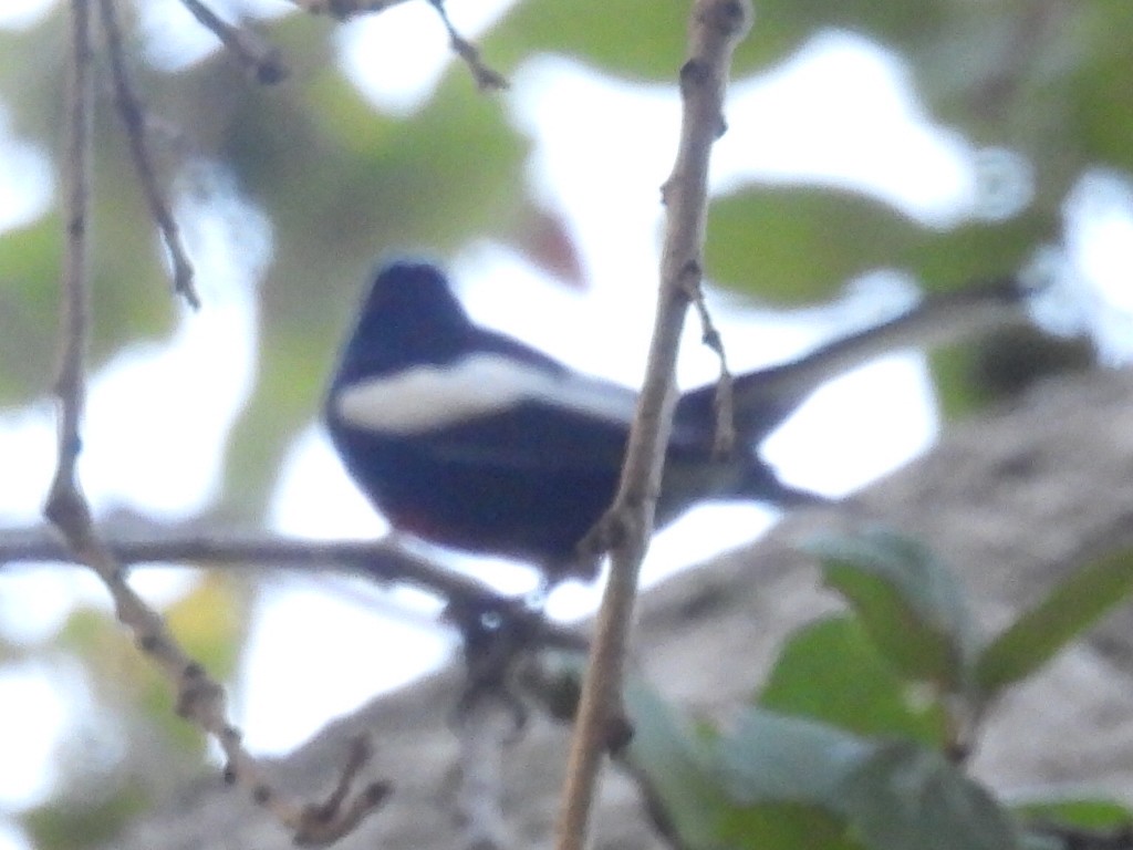 Painted Redstart - ML646727225