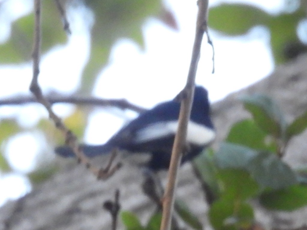 Painted Redstart - ML646727226